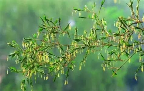 竹子開花|竹子開花:竹子開花是一種生理現象，一般發生在天氣。